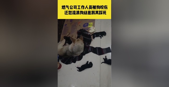 燃气公司工作人员被流浪狗咬伤，迁怒流浪狗幼崽踩死4只，还剩两只受重伤，知情者：已报警，狗已被带走_腾讯新闻