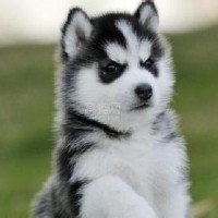 大牧歌电视剧在线播放观后感 演员