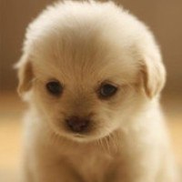 海丽诗护肤小课程3分钟教您自制芦荟蜂蜜祛痘