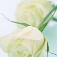 股神刘央曝:炒股3年3万赚8000万,仅一招万能买