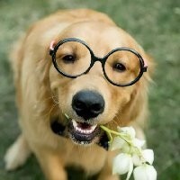 快手最帅金毛,胎胎太帅了!