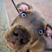 宠物搞笑视频 动物打架配音 太有才了