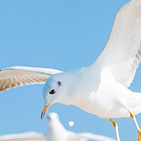 丁俊晖综艺节目神出杆,众嘉宾惊呆