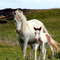 贾玲要与肌肉男么么哒,表情好像有点绝望,笑翻