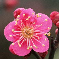 《天龙八部》若不是王夫人及时阻止,就没有段