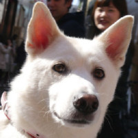 谁让柯基那么可爱呢,顶嘴就顶嘴吧