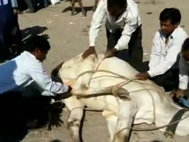 印度畜牧业技术:用铁钳子骟牛,涨见识了!