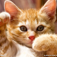 《聊斋志异之陆判》陆判为朱尔旦换心