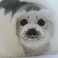 小沈阳 宋晓峰 杨冰 爆笑小品《老神头》