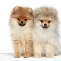 文松宋晓峰搞笑斗地主,不怕神一样的对手,就怕