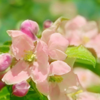 汪汪队立大功:天上下起了棉花糖雨,狗狗们都开