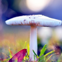 国民老公王思聪,直接用衣服擦眼镜,爱吃成都小