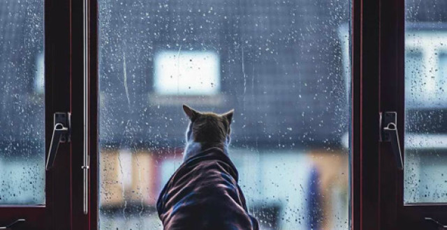 大提琴《悲伤》,一种刻骨的感伤