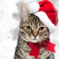 你会怎么做实拍:超市智障员工遭辱骂,女孩怒斥