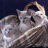 最佳搞笑:不要笑大挑战 动物们的 搞笑傻缺锦集