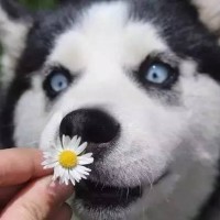 摄像头实拍狗狗越狱视频,电视剧看多了