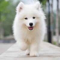 洪真英 - 爱情的电池(粉色短裙) 公众号:优优视频