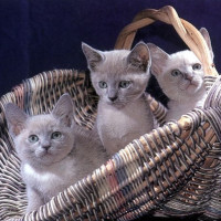 动物搞笑视频,你给我配的什么音啊