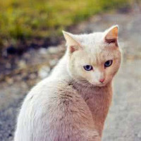 唢呐高手,管子独奏歌曲《葬花吟》吹的太好听