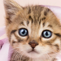 抖音短视频解析下载 - 抖音视频去水印保存到本