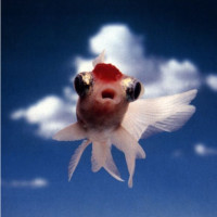 最佳搞笑:不要笑大挑战 动物搞笑傻缺锦集