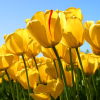 颈椎病:1个小妙方,专治颈椎病,治1个好1个,颈椎