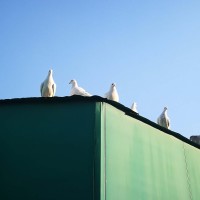 大个给人录结婚祝福视频,喝大了一开口让人崩