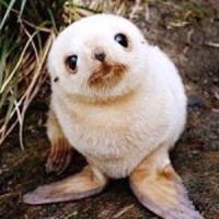 手机申请淘宝开店认证操作流程 如何开网店认