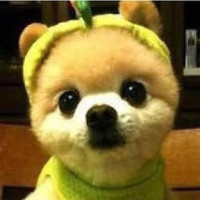 宠物狗搞笑视频,布丁犯错被男主人罚站