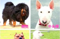 好消息!日照开发区新建一所职业学院!2019年春