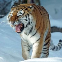 花豹与平头哥蜜獾的生死对决,打架靠的是凶猛