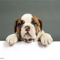 农村妹子自己编织笼网陷阱捉鱼,值得学习