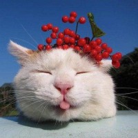 超搞笑国外失误小视频集锦