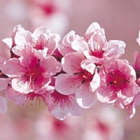 汪汪队立大功第三季:汪汪队空中巡逻机集合,毛