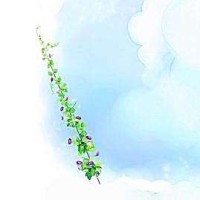 从零开始练瑜伽培训,瑜伽减肥视频初级教程,肚