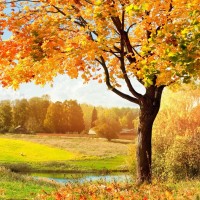 邱飞虎闪电针灸治疗脚踝痛教学视频