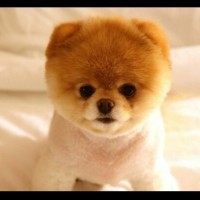 张信哲遭歌迷表白,为实感人,张信哲表示惊讶到