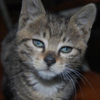 豫剧打金枝唱段,著名豫剧表演艺术家刘忠河在