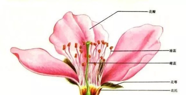 蝴蝶兰的花蕊结构图片