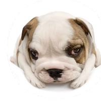 院子里鼹鼠泛滥成灾,妹子上演徒手抓鼹鼠,分分