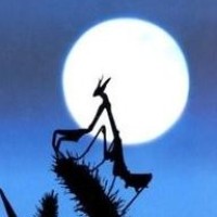 女孩穿高跟鞋被卡井盖, 还没等抽出来, 就被铲车