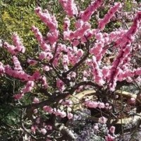 央视深入调查獐子岛:扇贝死了或为人祸 员工