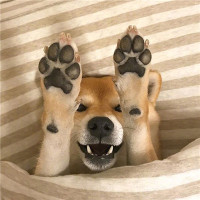 非常好听的悲伤情歌《没有你陪伴真的好孤单》