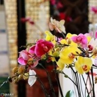 铁锤!英文歌改编!真的是改编的!_有趣