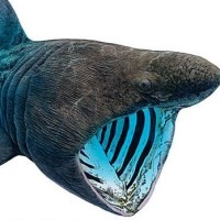 实拍,油腻的印度中年男人怎么治秃头?1分钟搞