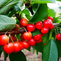 科目三为什么难考?听听驾校教练怎么说!