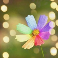 双世宠妃2好听片头曲