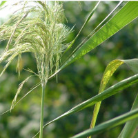 醉玲珑元凌为救卿尘背叛母妃,大义灭亲,只为和