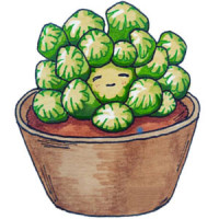 一盆多肉变多盆--多肉侧芽怎么处理才能安全分株