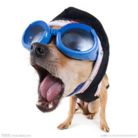 撒贝宁搞笑视频集锦,简直就是一个活脱脱的段